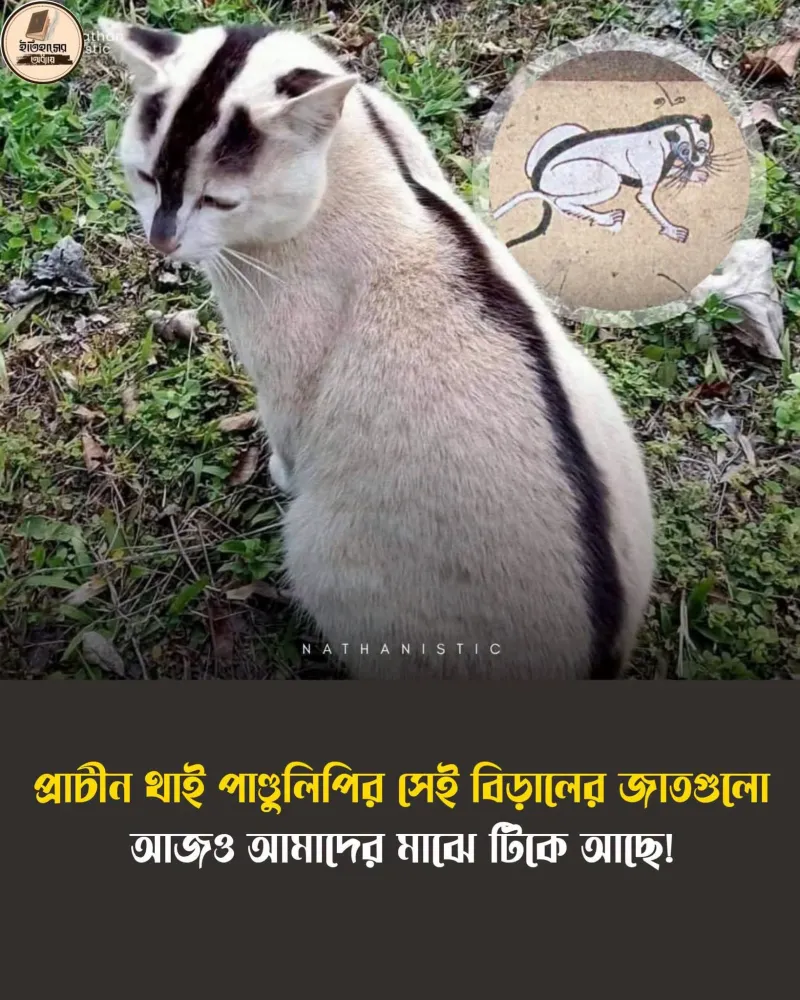 উইচিয়েন মাট