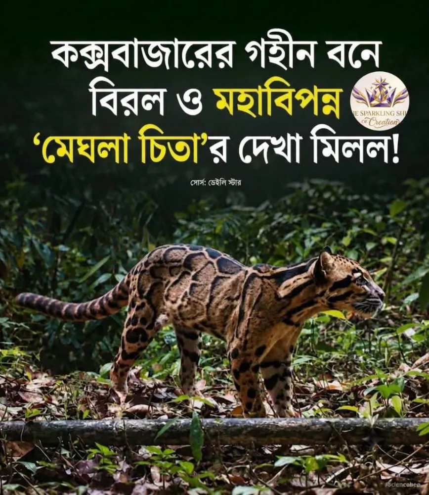 মেঘলা চিতা