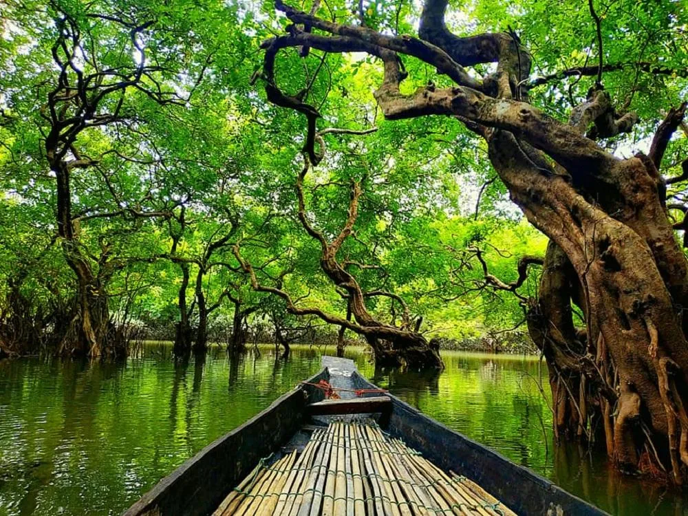 🌿 জলের আয়নায় সবুজের স্বপ্নপুরী: রাতারগুল ভ্রমণ কাহিনী