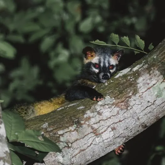 আমি গন্ধগোকুল