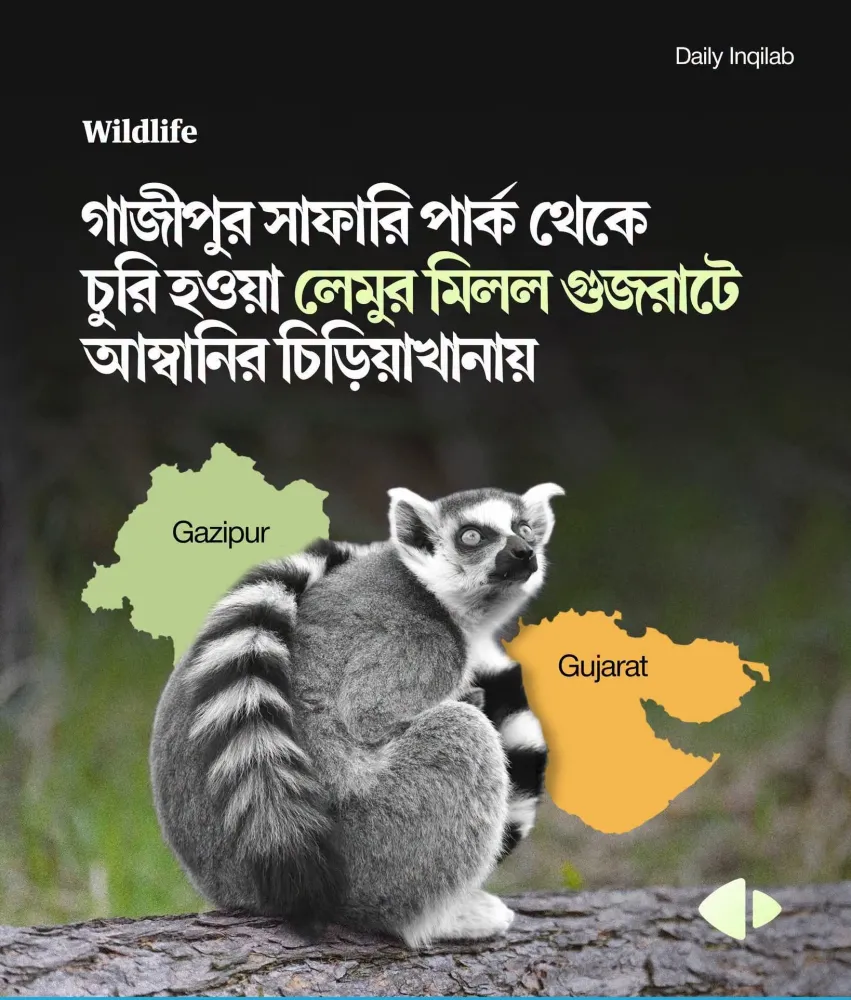 রিংটেইল