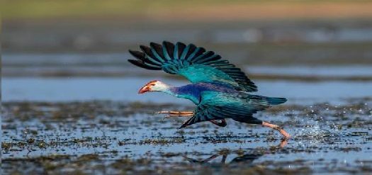 কালিমের লাল বর্মে আজও জলাভূমির ডাক
