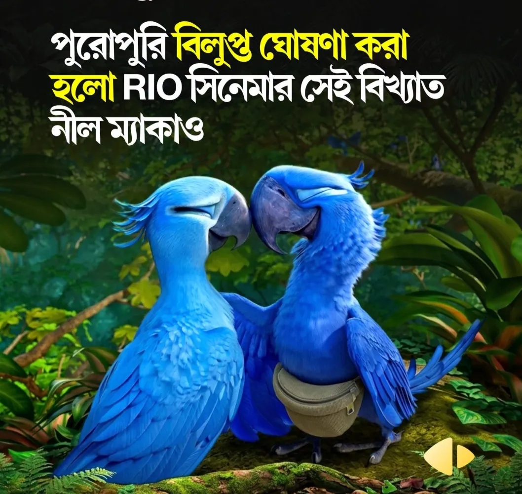 নিল ম্যাকাও